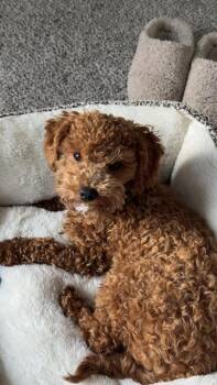 LUCCI -  Poodle Dog for Adoption in Kent, Washington - LUCCI | PetCurious