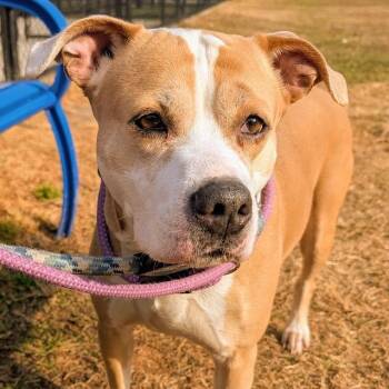 Pit Bull Terrier Dogs Available for Adoption - LouLou | PetCurious