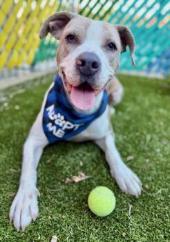 Rescue Mixed Breed Dogs for Adoption in Fort Worth, Texas - Banjo | PetCurious