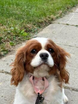 Tilly -  Cavalier King Charles Spaniel Dog for Adoption in Saint Clairsville, Ohio - Tilly | PetCurious