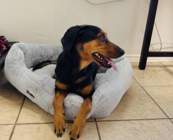 Rescue Doberman Pinscher and Rottweiler Dogs for Adoption in Boston, Massachusetts - Millie | PetCurious