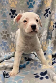 Pit Bull Terrier and Mixed Breed Dogs Available for Adoption in Murphysboro, Illinois - Strawberry | PetCurious