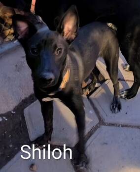Rescue Black Labrador Retriever Dogs for Adoption in Saint David, Arizona - Shiloh | PetCurious