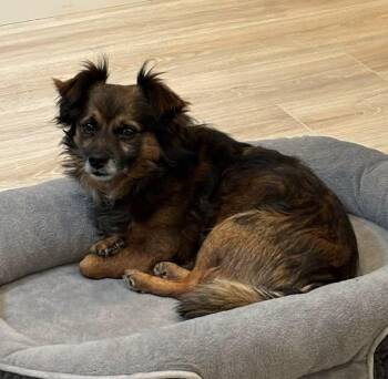 Ollie -  Chihuahua and Dachshund Dog for Adoption in Covington, Washington - Ollie | PetCurious