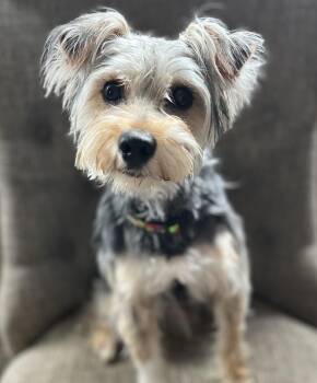 Yorkshire Terrier and Schnoodle Dogs Available for Adoption in Egg Harbor City, New Jersey - Milo | PetCurious