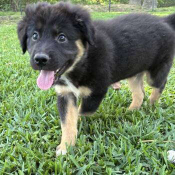 German Shepherd Dog Dogs Available for Adoption in Houston, Texas - Bronco - Loves Toys & Snuggles! | PetCurious