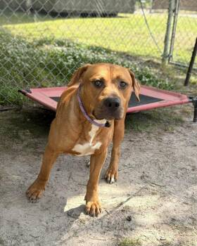Joe -  Pit Bull Terrier and Hound Dog Available for Adoption in New Bern, North Carolina - Joe | PetCurious