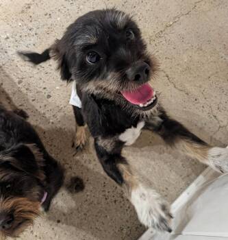 Schnauzer Dogs Available for Adoption in Thousand Oaks, California - Dick Chasey | PetCurious