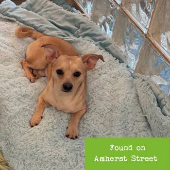 Vanilli -  Chihuahua Dog for Adoption in Lynchburg, Virginia - Vanilli | PetCurious
