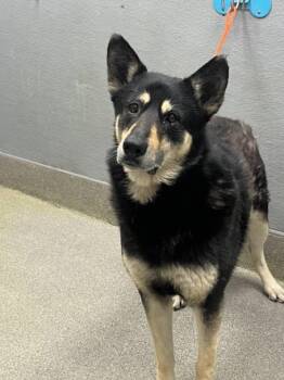 German Shepherd Dog Dogs Available for Adoption in Las Vegas, Nevada - RONALDO | PetCurious