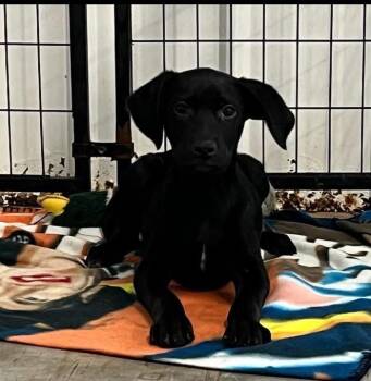 Rescue Black Labrador Retriever Dogs for Adoption in Lexington, Kentucky - Flint | PetCurious