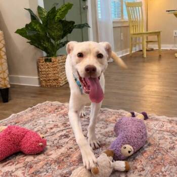 Cheddar Biscuit McButterbean -  Labrador Retriever and Beagle Dog for Adoption in Friendswood, Texas - Cheddar Biscuit McButterbean | PetCurious