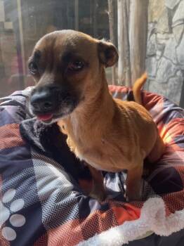 Rescue Chihuahua and Dachshund Dogs for Adoption in Fort Worth, Texas - Oso | PetCurious