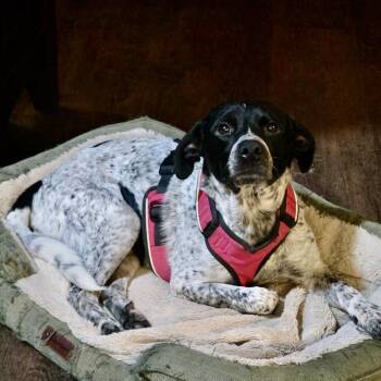 Pointer and Labrador Retriever Dogs Available for Adoption - William | PetCurious