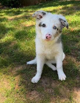 Zeus -  Border Collie Dog Available for Adoption in Troy, Virginia - Zeus | PetCurious