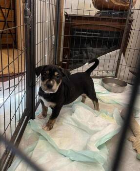 Rescue Labrador Retriever and Shar Pei Dogs for Adoption in Uxbridge, Massachusetts - Waldo | PetCurious