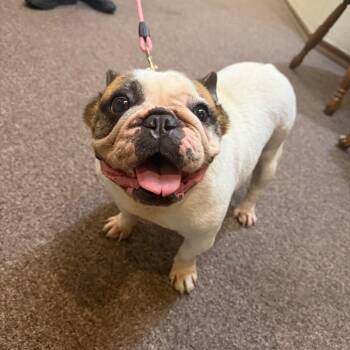 Sweet Potato C-34373 -  French Bulldog Dog for Adoption in Oklahoma City, Oklahoma - Sweet Potato C-34373 | PetCurious