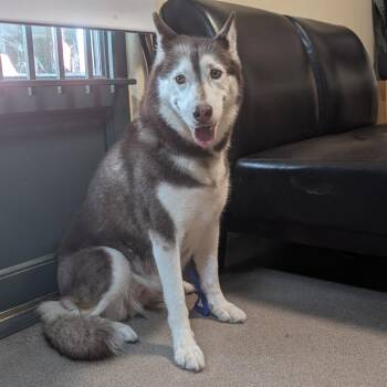 Stormi -  Husky Dog for Adoption in Pasadena, California - Stormi | PetCurious