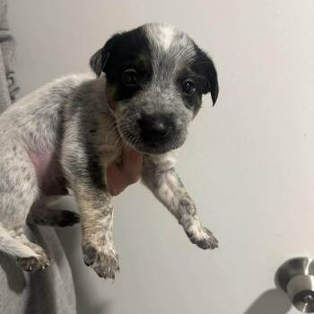 Australian Cattle Dog Blue Heeler and Terrier Dogs Available for Adoption in Austin, Texas - Anthony | PetCurious