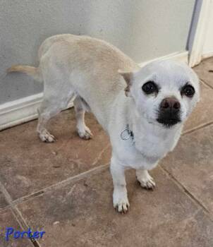Rescue Chihuahua Dogs for Adoption in Jemez Pueblo, New Mexico - Porter | PetCurious