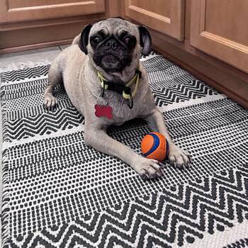 Bonnie -  Pug Dog for Adoption in Alafaya, Florida - Bonnie | PetCurious