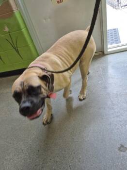 Pen 134 Kim -  Bullmastiff Dog for Adoption in Lawrenceville, Georgia - Pen 134 Kim | PetCurious
