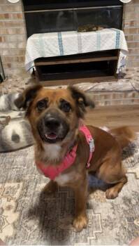 Shepherd and Spaniel Dogs Available for Adoption - Moochie | PetCurious