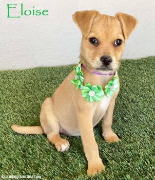 Rescue Pug and Jack Russell Terrier Dogs for Adoption in San Diego, California - Eloise | PetCurious