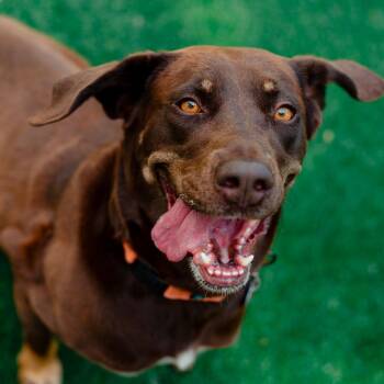 Basil -  Chocolate Labrador Retriever and Beagle Dog for Adoption in Warwick, Rhode Island - Basil | PetCurious