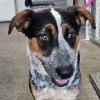 Ariel -  Mixed Breed Dog for Adoption in Las Cruces, New Mexico - Ariel | PetCurious