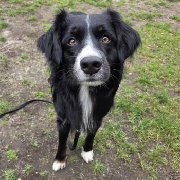 Australian Shepherd Dogs Available for Adoption in Barnstable, Massachusetts - STUBBY | PetCurious