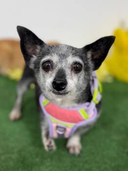 Chihuahua and Mixed Breed Dogs Available for Adoption in Carlsbad, California - Bonita-One Of Our Amazing Rescue Dogs | PetCurious