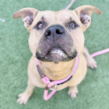 Rescue Terrier and Pit Bull Terrier Dogs for Adoption in Chattanooga, Tennessee - Atticus | PetCurious