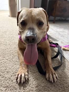 SHERMAN -  Labrador Retriever and Mixed Breed Dog for Adoption in Indianapolis, Indiana - SHERMAN | PetCurious