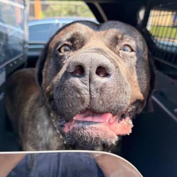 Crouton -  Mixed Breed Dog for Adoption in Philadelphia, Pennsylvania - Crouton | PetCurious