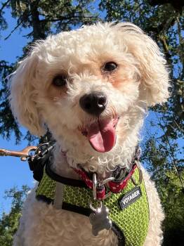Logan -  Miniature Poodle and Cavalier King Charles Spaniel Dog for Adoption in Eugene, Oregon - Logan | PetCurious