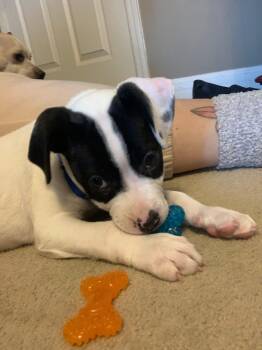 Mixed Breed Dogs Available for Adoption - Cadeau  | PetCurious