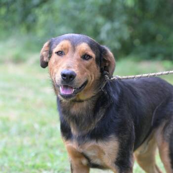Rocky -  Rottweiler and German Shepherd Dog Dog for Adoption in Okolona, Mississippi - Rocky | PetCurious