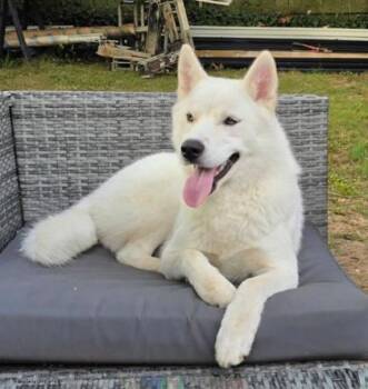 Mixed Breed Dogs Available for Adoption in Fairfax, Virginia - Luna | PetCurious