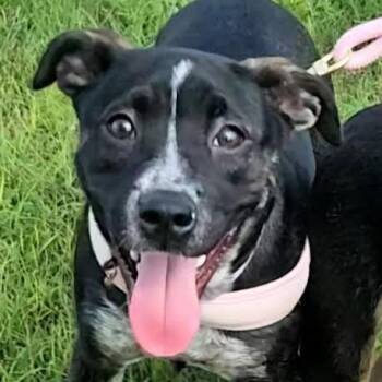 Prue -  Australian Cattle Dog Blue Heeler and Mixed Breed Dog for Adoption in Corpus Christi, Texas - Prue | PetCurious