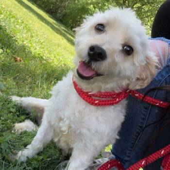 Bexley -  Shih Tzu Dog for Adoption in Youngstown, Ohio - Bexley | PetCurious