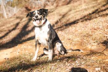 Australian Shepherd and Mixed Breed Dogs Available for Adoption - Sparky | PetCurious
