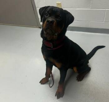 ELLIOT -  Rottweiler Dog for Adoption in St. Cloud, Florida - ELLIOT | PetCurious