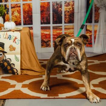 Rescue Mixed Breed Dogs for Adoption in Philadelphia, Pennsylvania - Darling | PetCurious