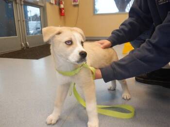 Siberian Husky and Pit Bull Terrier Dogs Available for Adoption - LUMPIA | PetCurious