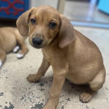 Huck -  Coonhound Dog for Adoption in Newport, Tennessee - Huck | PetCurious