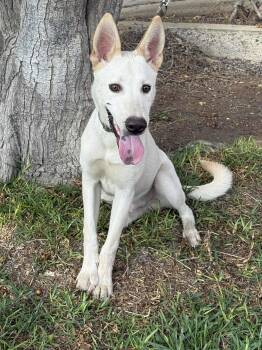 Rescue German Shepherd Dog and Shepherd Dogs for Adoption in San Diego, California - GURU | PetCurious