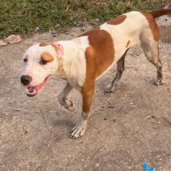 Ace -  Mixed Breed Dog for Adoption in Columbus, Georgia - Ace | PetCurious