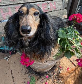 Tara -  Dachshund Dog for Adoption in Sioux Falls, South Dakota - Tara | PetCurious