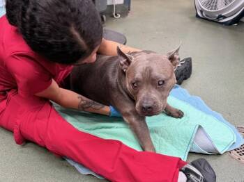 Berta -  Mixed Breed Dog for Adoption in New York, New York - Berta | PetCurious